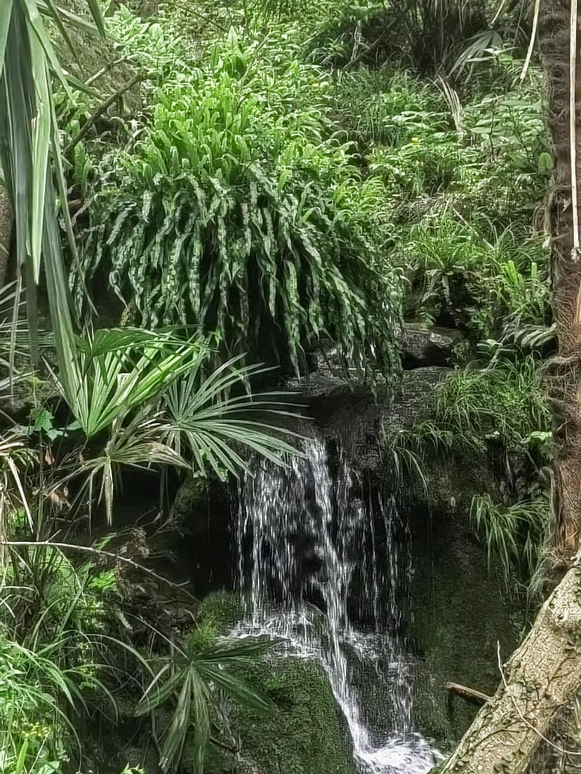 很美的呀,九仰坪森林古道旅游攻略